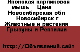 Японская карликовая мышь. › Цена ­ 50 - Новосибирская обл., Новосибирск г. Животные и растения » Грызуны и Рептилии   